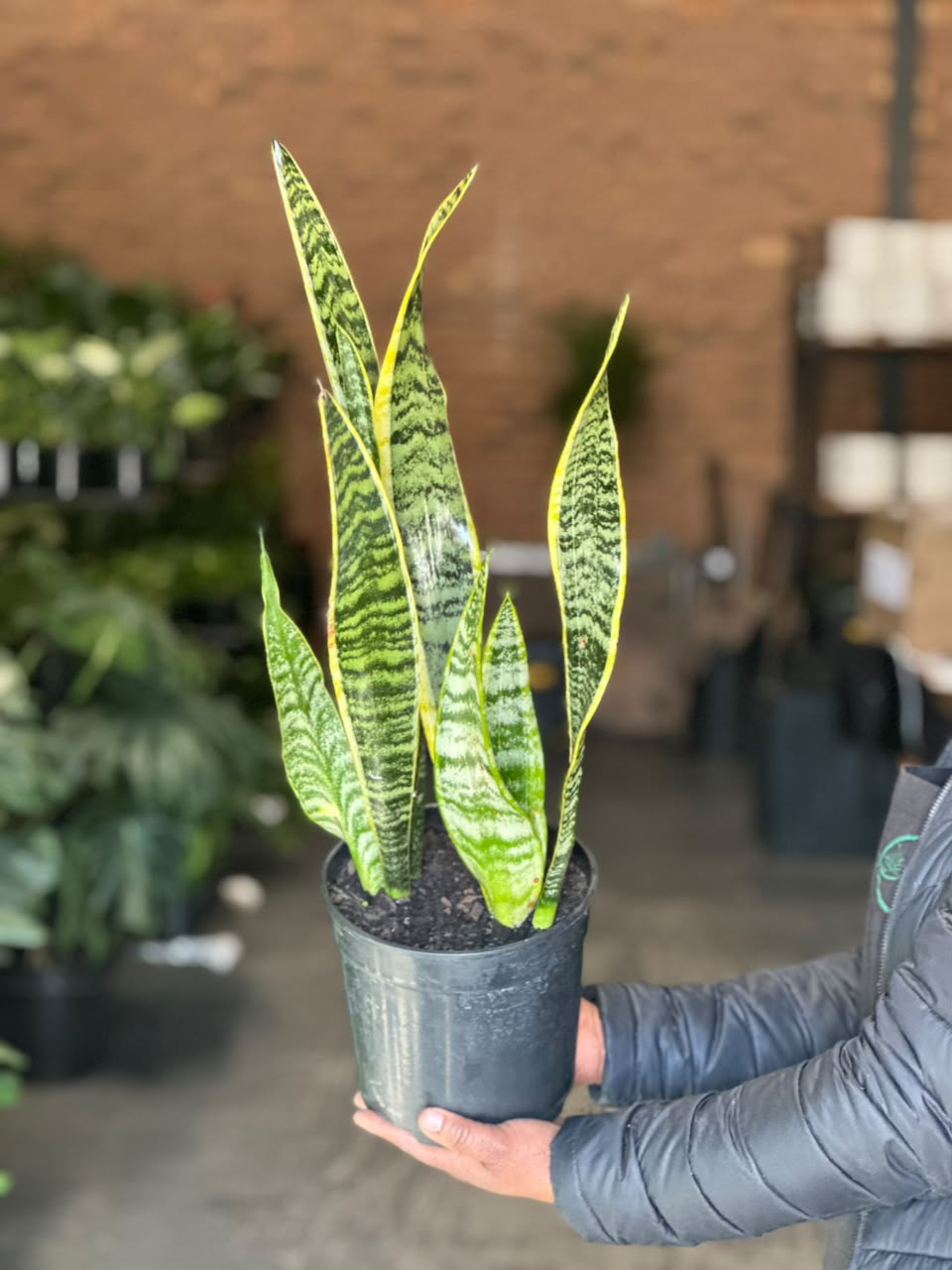 Medium Variegated Snake Plant