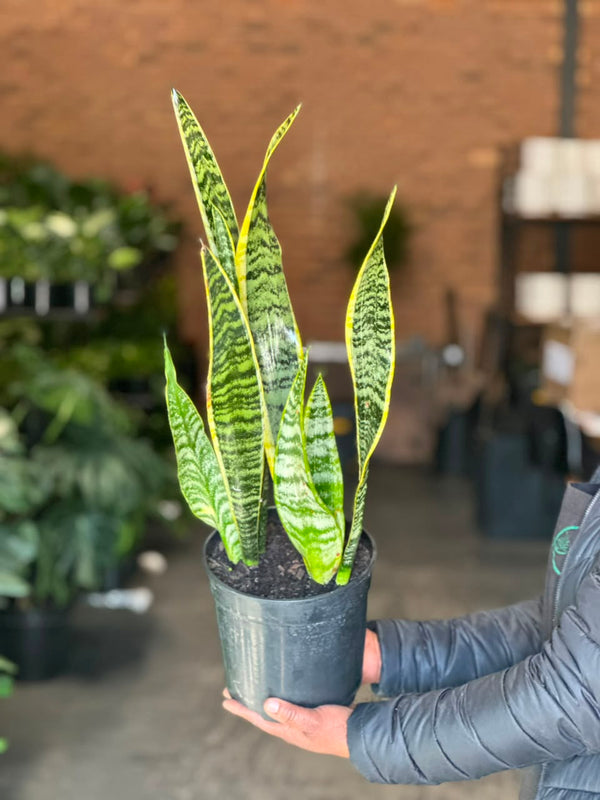 Medium Variegated Snake Plant