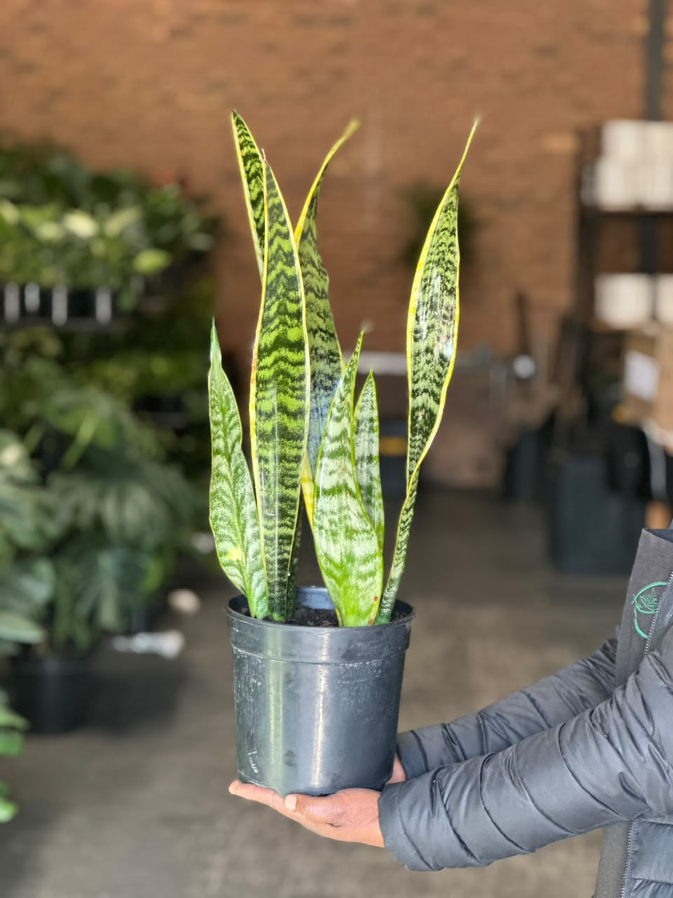 Medium Variegated Snake Plant