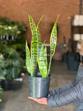 Medium Variegated Snake Plant