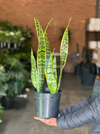 Medium Variegated Snake Plant