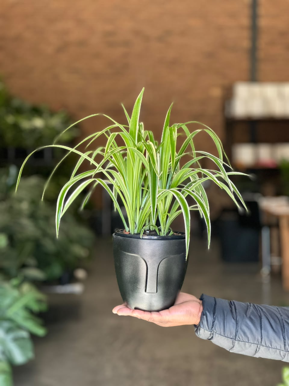 Small Spider Plant With Decorative Pot