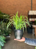 Small Spider Plant With Decorative Pot