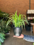 Small Spider Plant With Decorative Pot