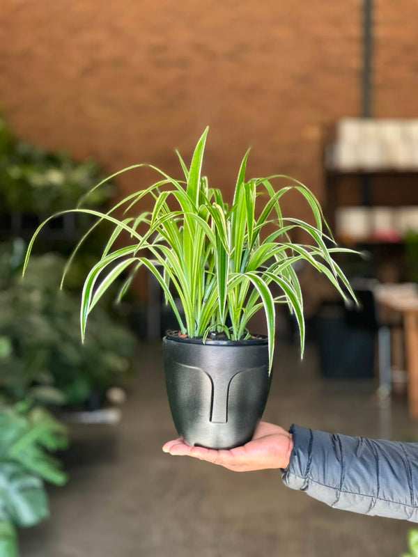 Small Spider Plant With Decorative Pot