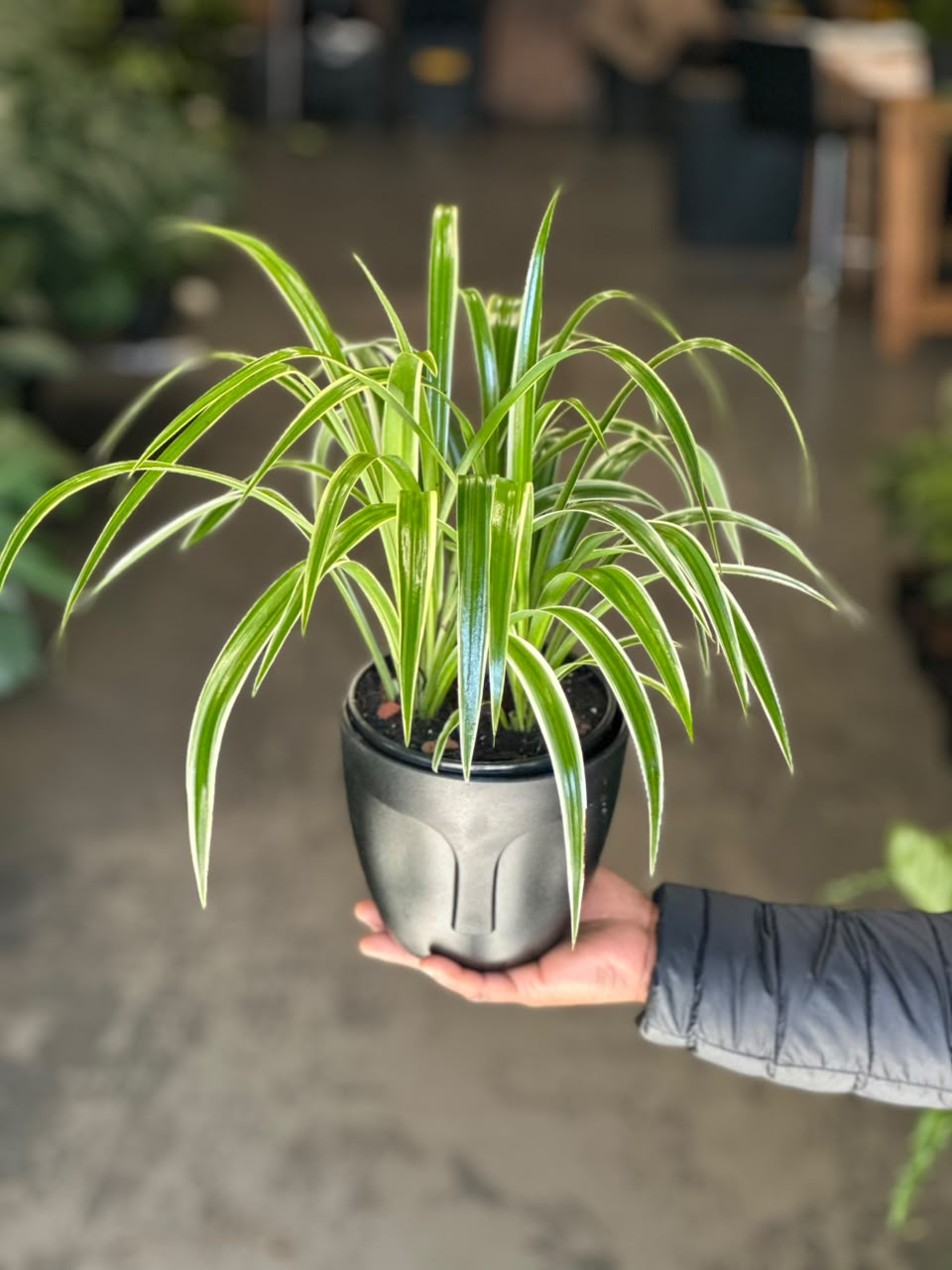 Small Spider Plant With Decorative Pot