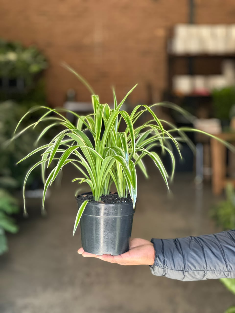 Small Spider Plant