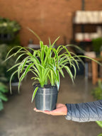 Small Spider Plant