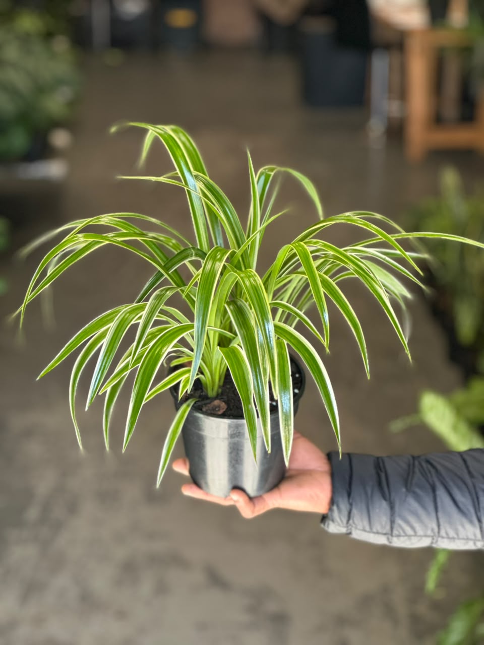 Small Spider Plant