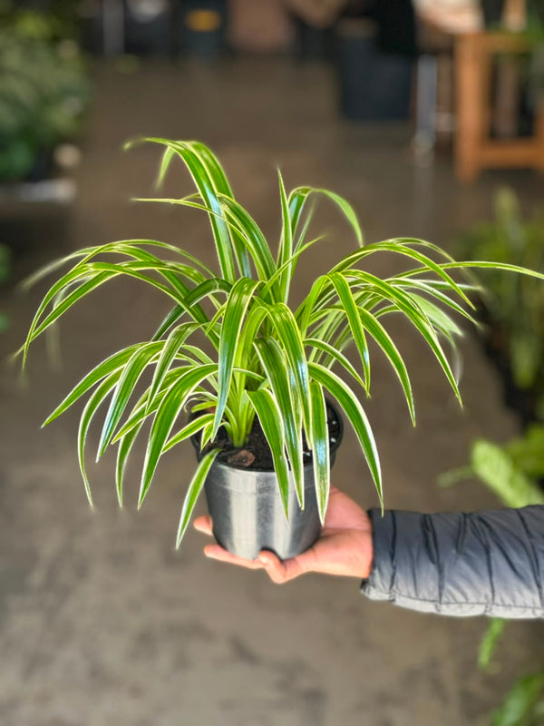 Small Spider Plant