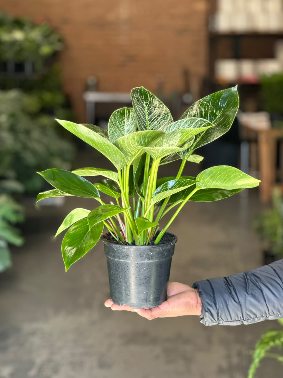 Small Philodendron Birkin