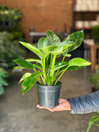 Small Philodendron Birkin
