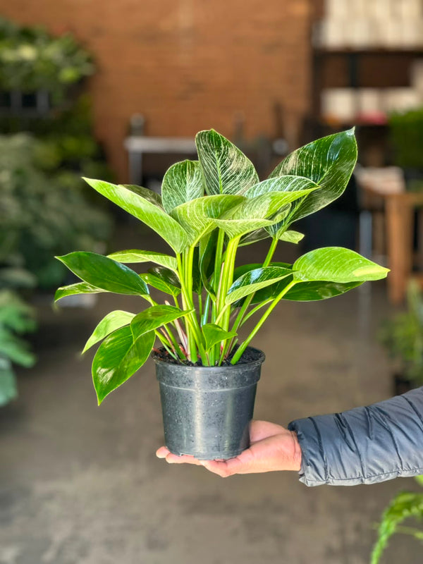 Small Philodendron Birkin