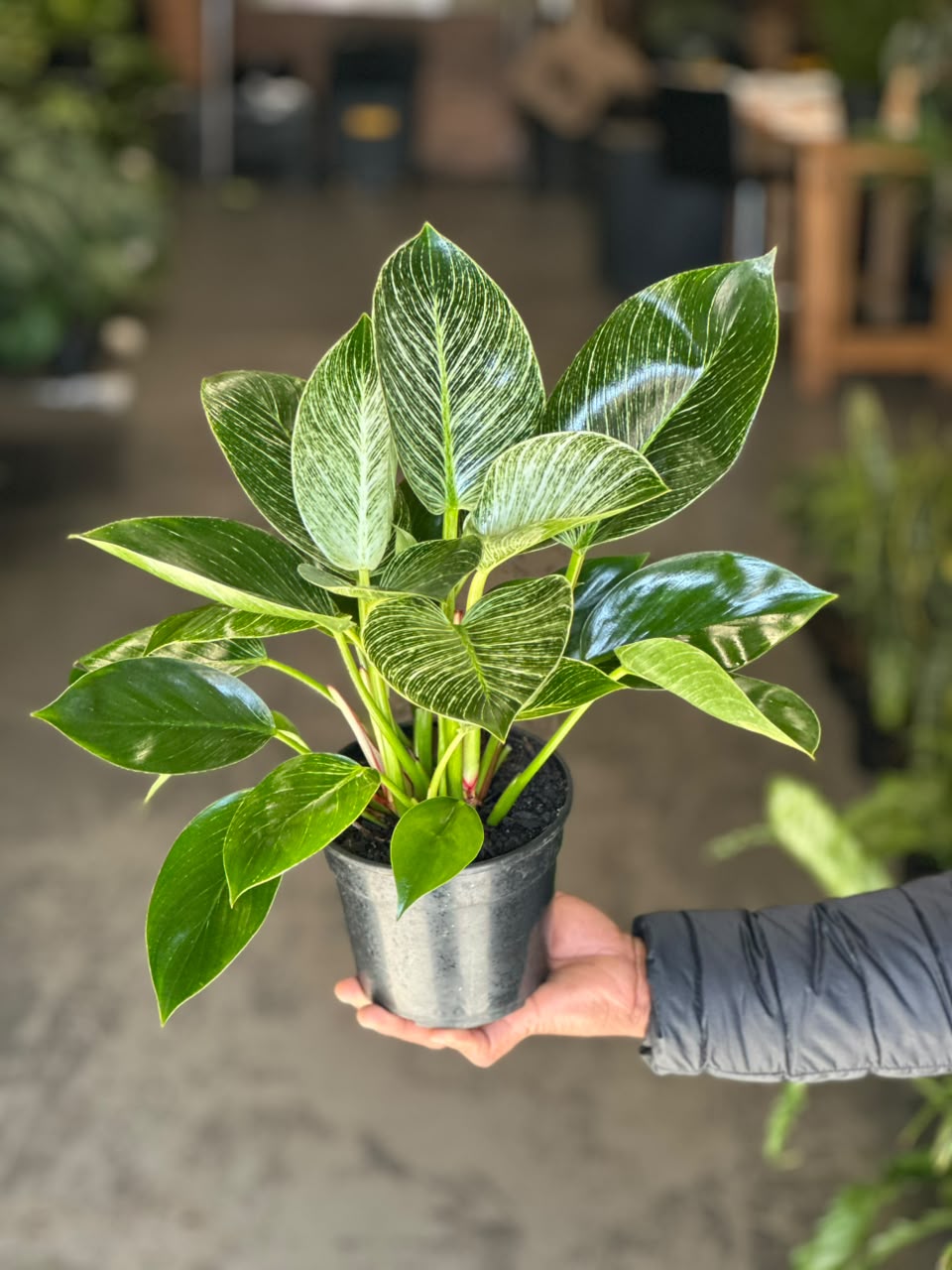 Small Philodendron Birkin