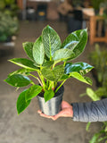 Small Philodendron Birkin