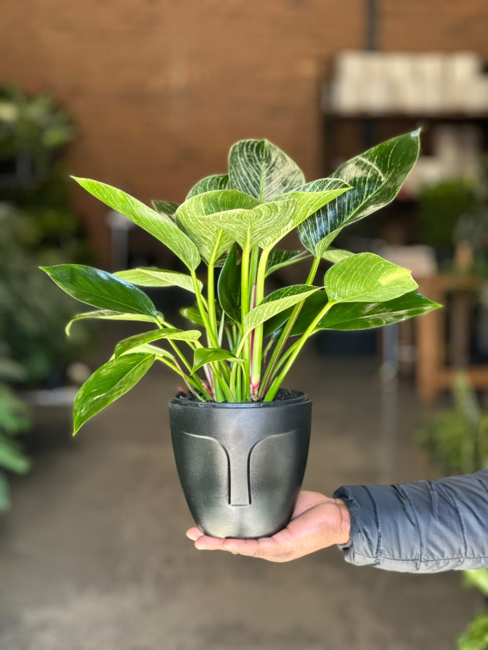 Small Philodendron Birkin with Decorative Pot