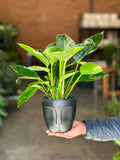Small Philodendron Birkin with Decorative Pot