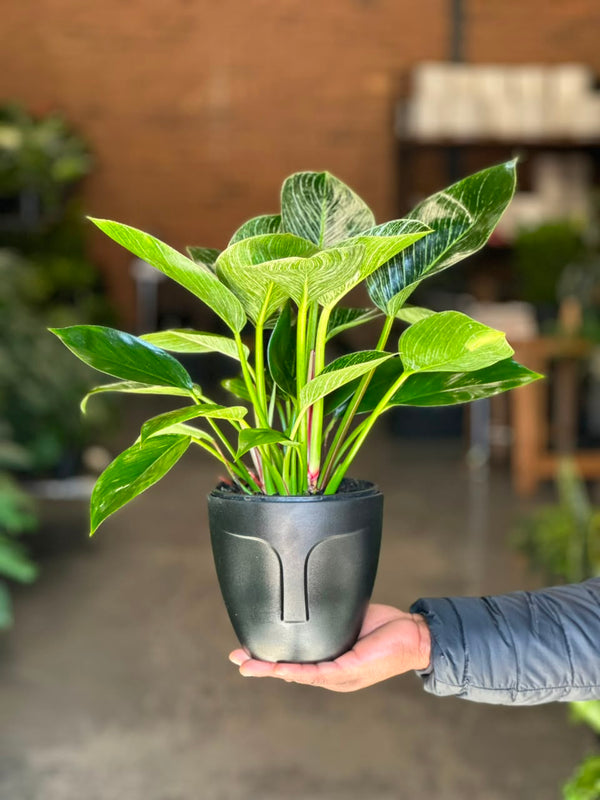 Small Philodendron Birkin with Decorative Pot