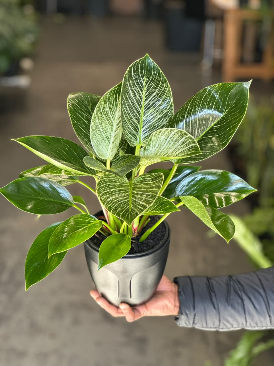 Small Philodendron Birkin with Decorative Pot