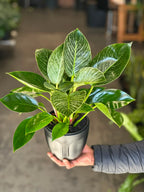 Small Philodendron Birkin with Decorative Pot