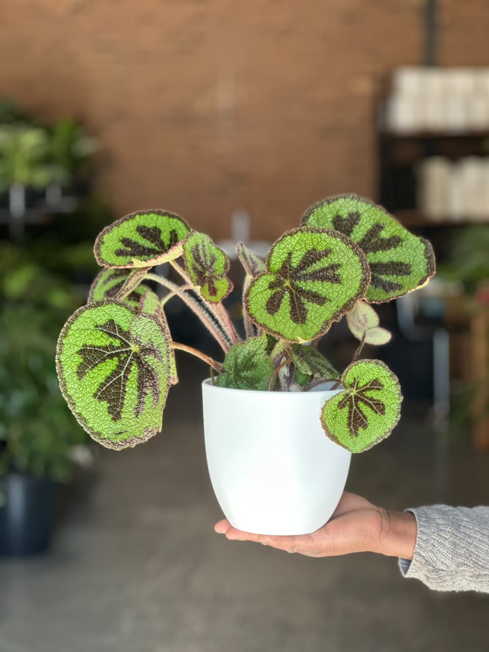 Small Begonia Iron Cross With Decorative Pot