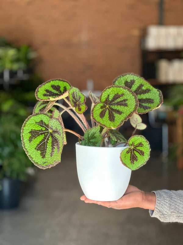 Small Begonia Iron Cross With Decorative Pot