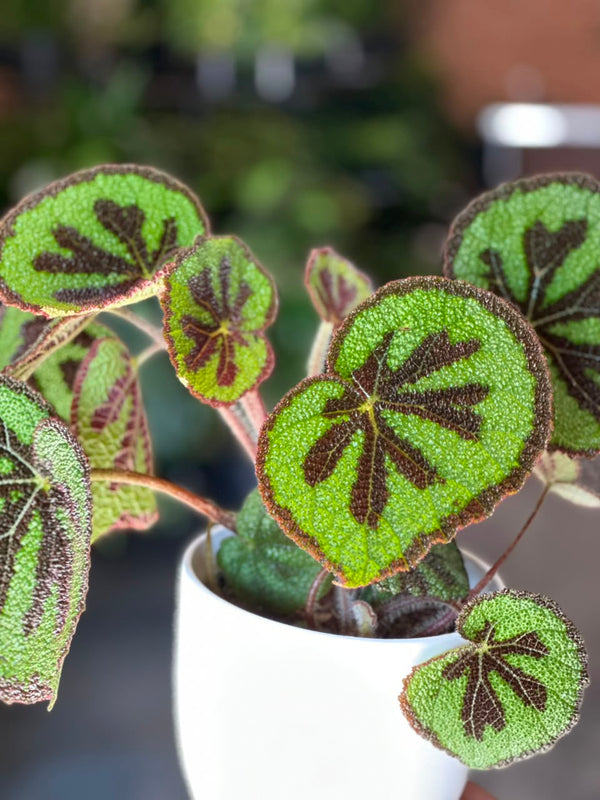 Small Begonia Iron Cross With Decorative Pot