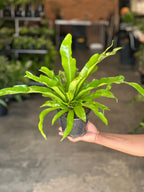 Small Bird's Nest Fern Antiquum