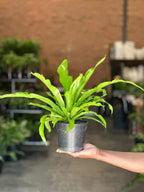 Small Bird's Nest Fern Antiquum