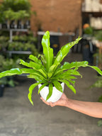 Small Bird's Nest Fern Antiquum With Decorative Pot