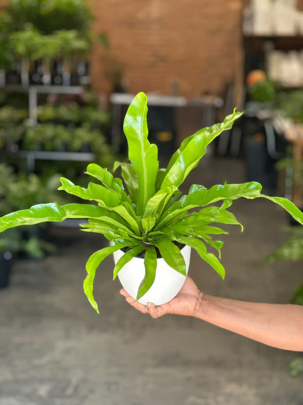 Small Bird's Nest Fern Antiquum With Decorative Pot