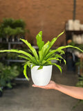 Small Bird's Nest Fern Antiquum With Decorative Pot