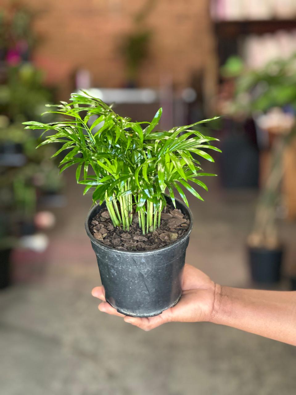 Small Love Palm