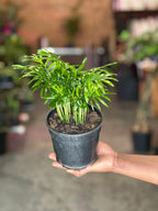 Small Love Palm