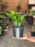 Small Love Palm