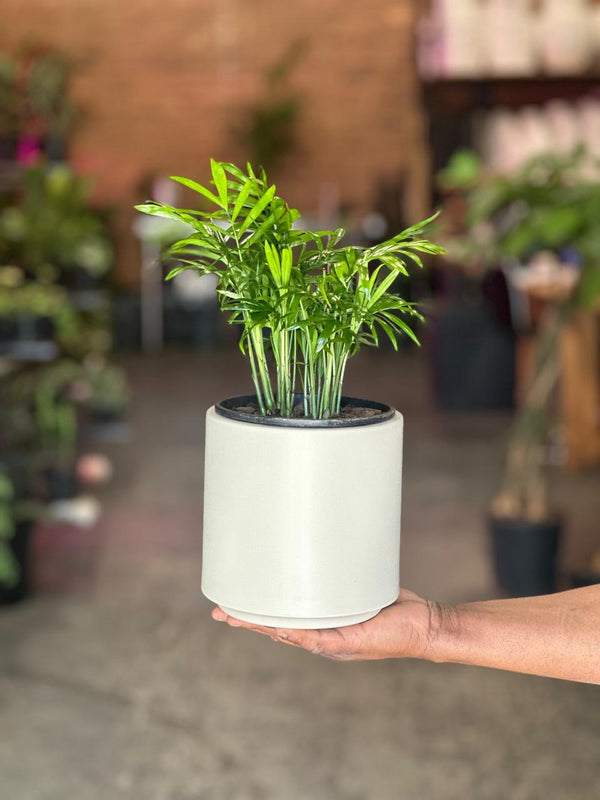 Small Love Palm With Decorative Pot