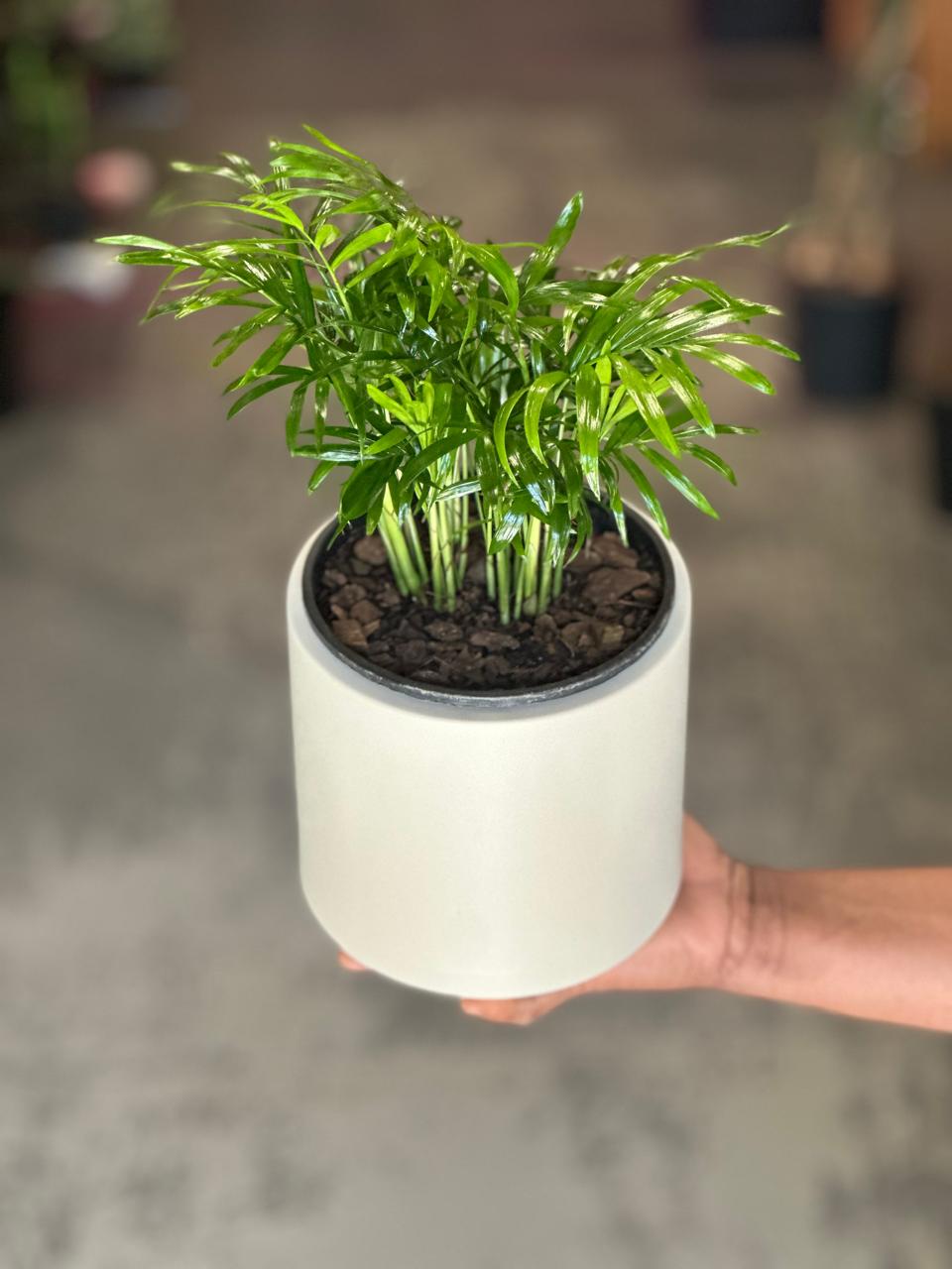 Small Love Palm With Decorative Pot
