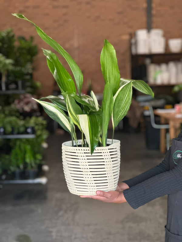 Medium Variegated Cast Iron Plant With Basket