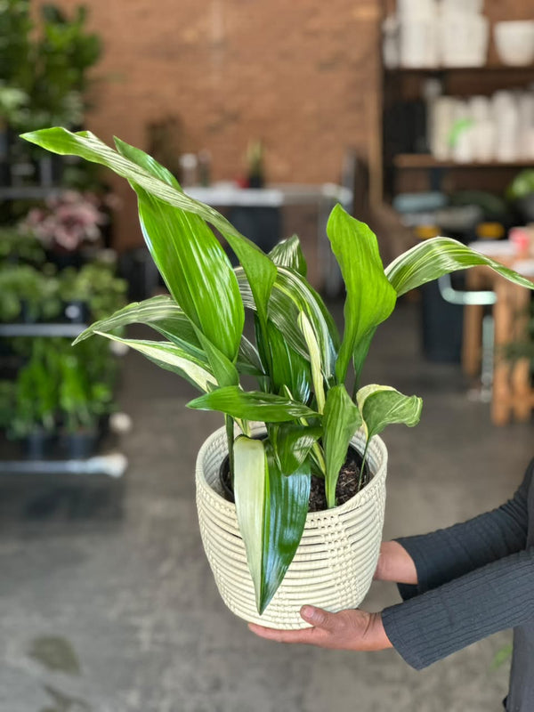 Medium Variegated Cast Iron Plant With Basket