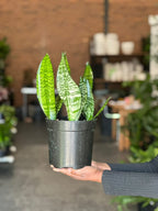 Medium Green Snake Plant