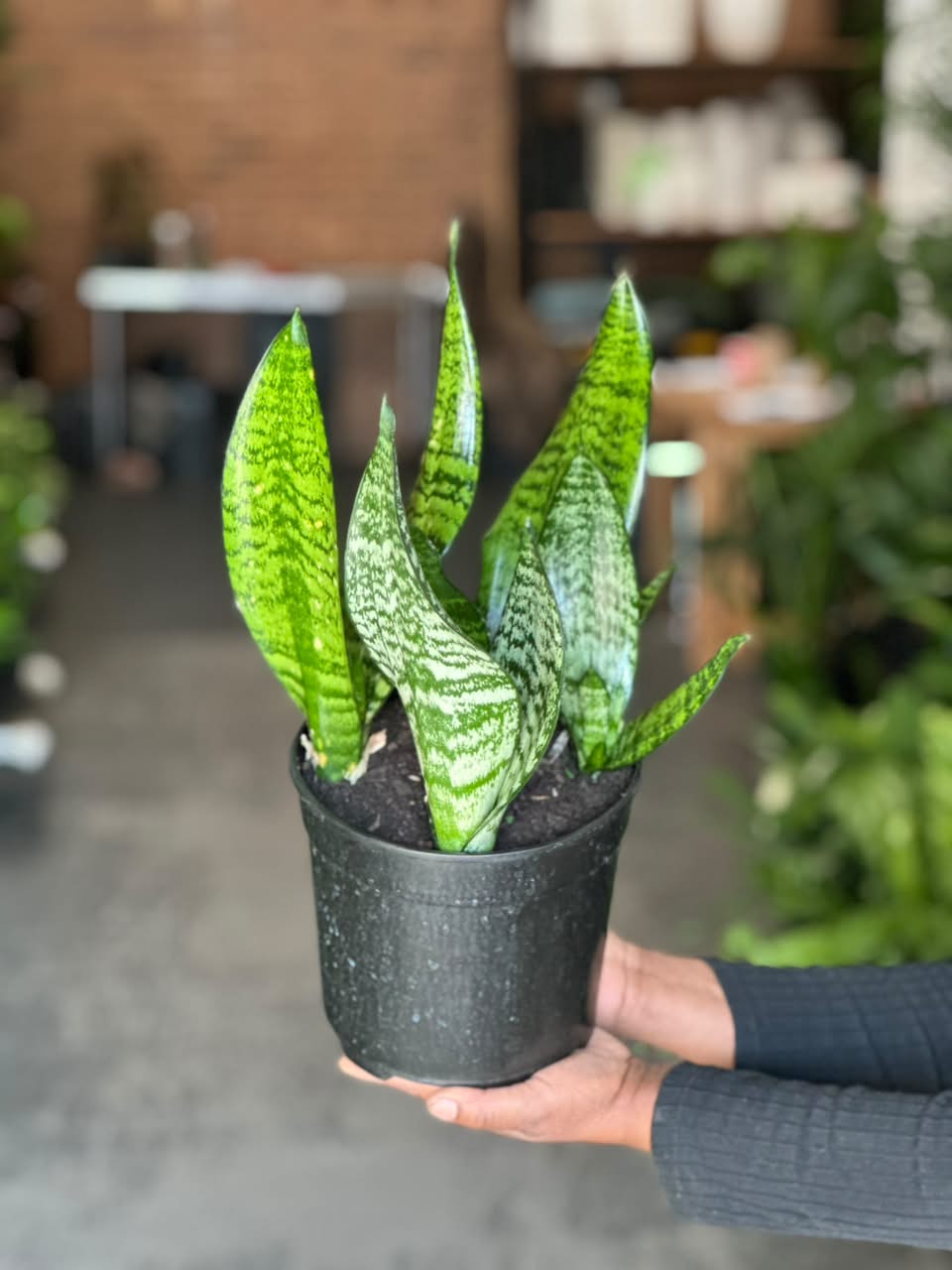Medium Green Snake Plant
