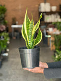 Medium Golden Futura Snake Plant