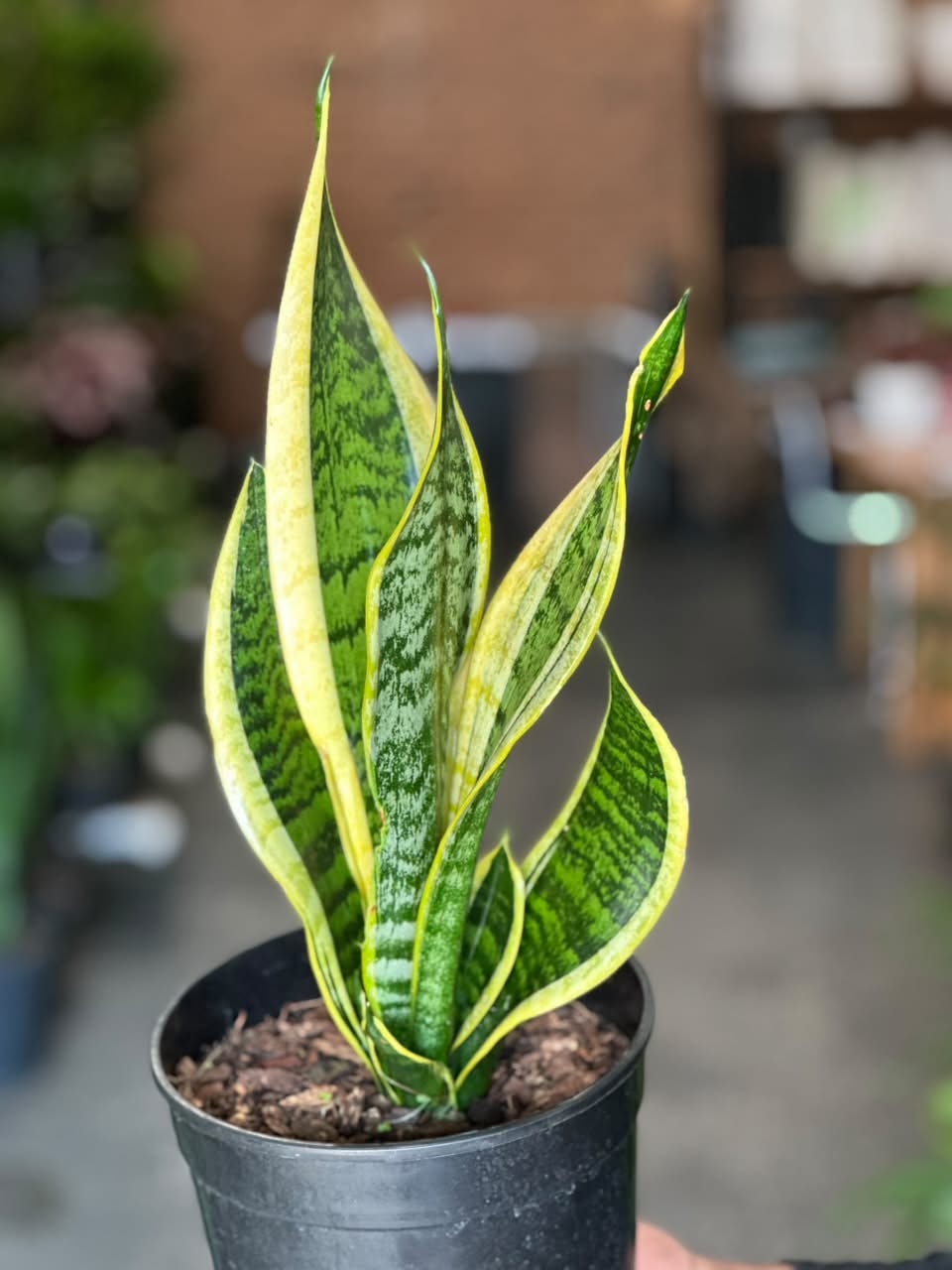 Medium Golden Futura Snake Plant