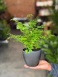 XS Maidenhair Fern With Decorative Pot