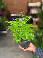 XS Maidenhair Fern With Decorative Pot