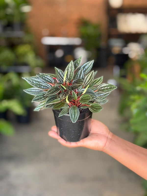 XS Peperomia Rosso