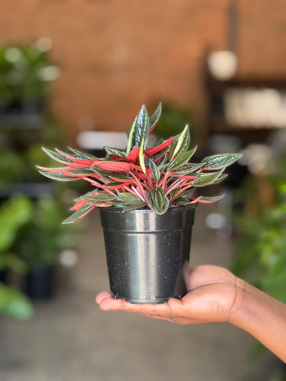 XS Peperomia Rosso