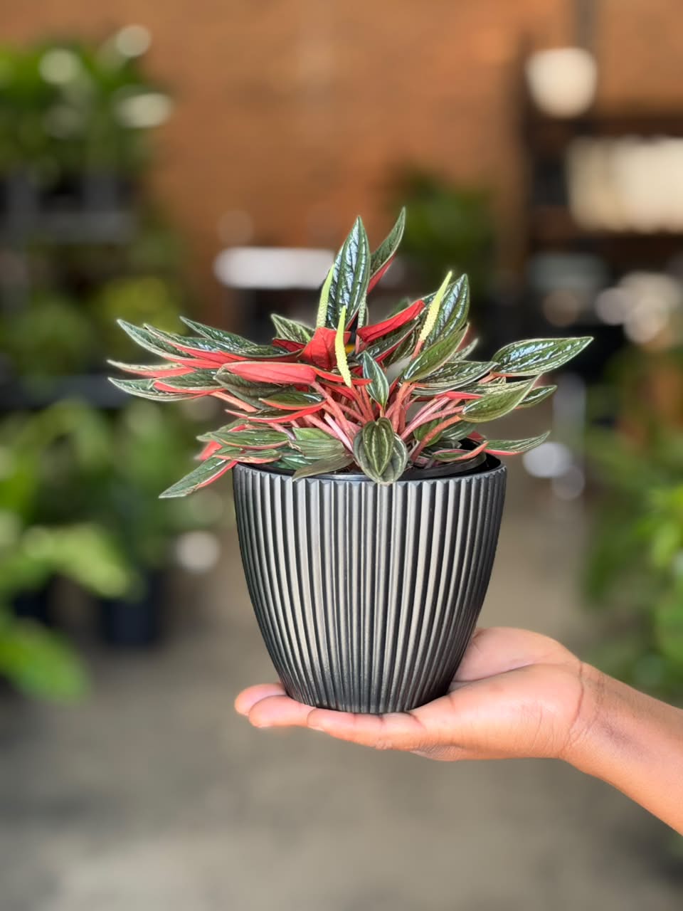 XS Peperomia Rosso With Decorative Pot