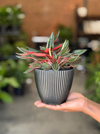 XS Peperomia Rosso With Decorative Pot