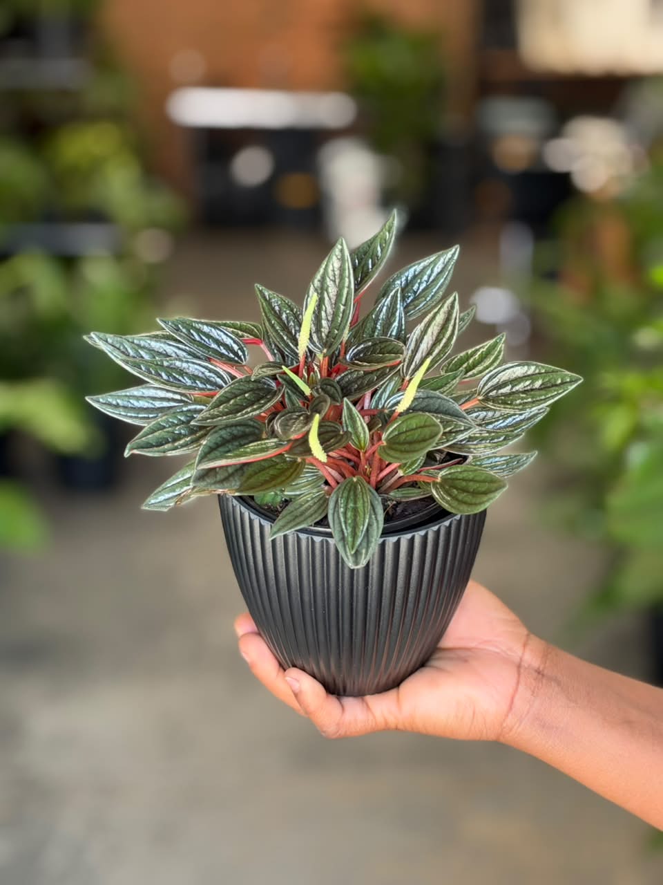 XS Peperomia Rosso With Decorative Pot